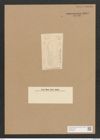 Surirella sp. (de-Toni-Nr.: Genus 53) Zeichnungen Sammlung Grunow Nr. 4852 (NHMW-BOT-W0373026)